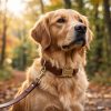 Customized pet leather dog collar