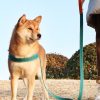 260422015843_466_22 Customized pet dog harness